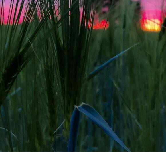 Suomi ei elä pelkällä etelän viljalla – huoltovarmuus tarvitsee koko maan