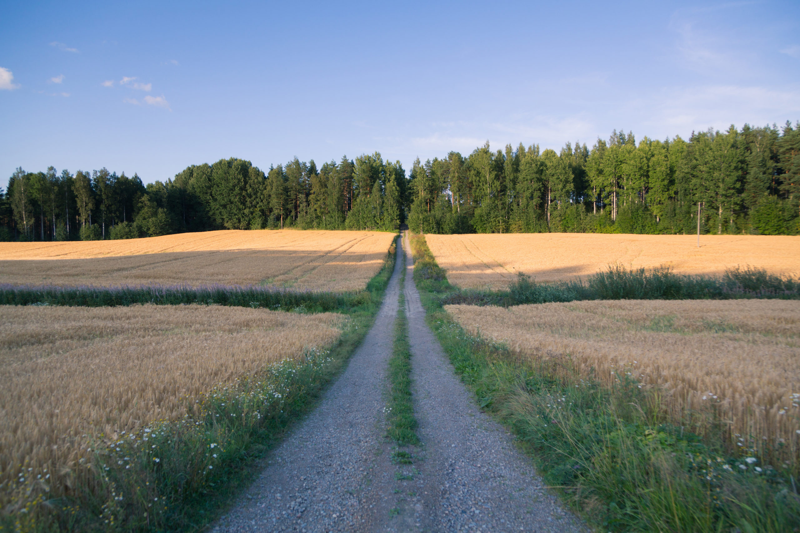 Suora hiekkatie, kahden ohrapellon välissä. Horisontissa havumetsä.