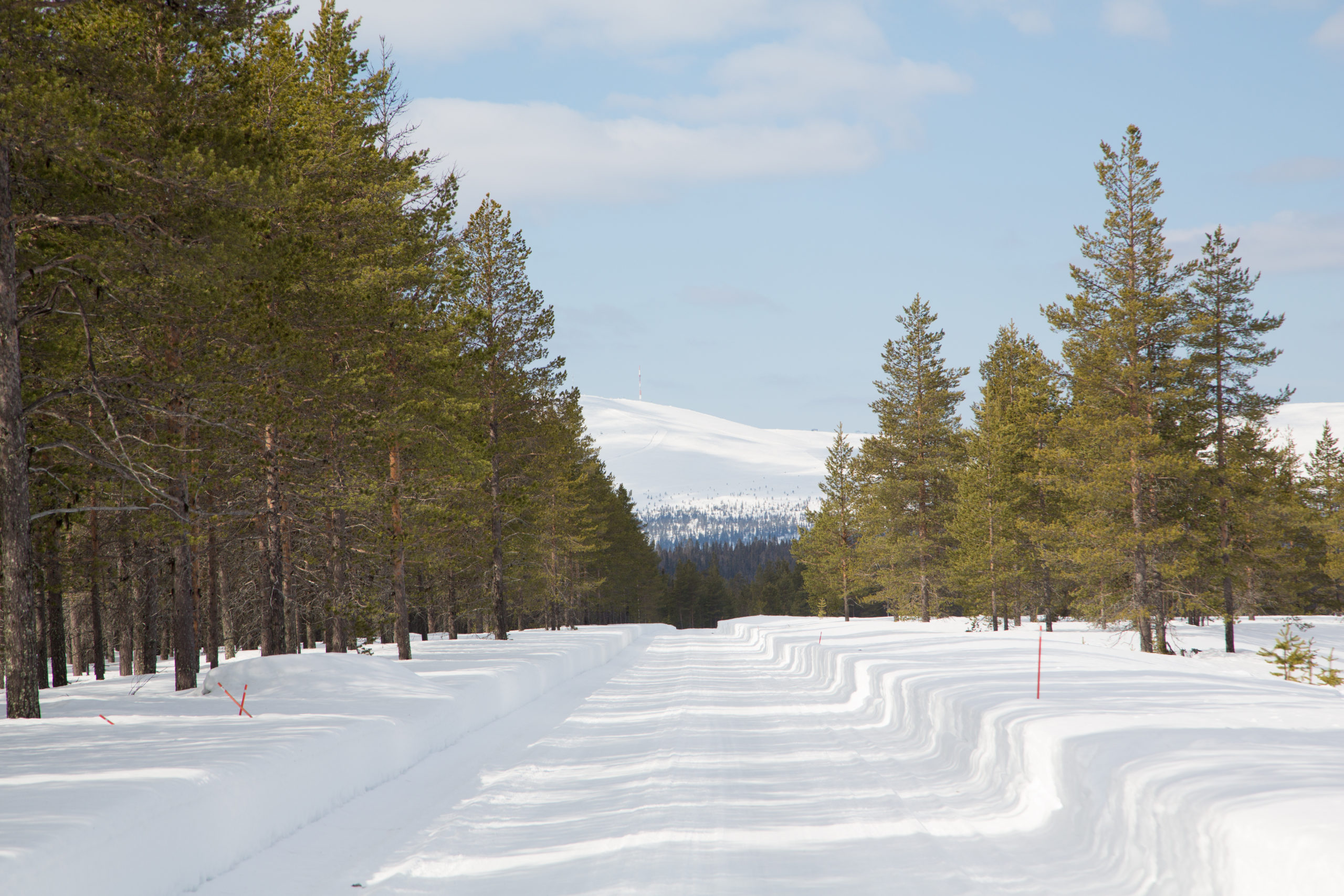 Lumisen metsätien päässä näkyy tunturi.