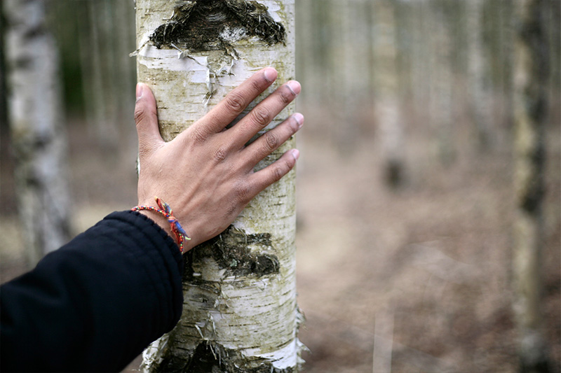 Käsi koivulla metsä